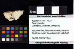 Foto (Objket + Etiketten) von Longodromites sp. 